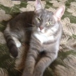 Подробнее об объявлении «Москва Найдена кошка» Фото: найдена кошка  «Москва Найдена кошка» в г. Москва