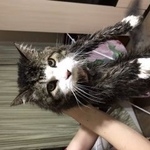 Подробнее об объявлении «Москва Найдена кошка» Фото: найдена кошка  «Москва Найдена кошка» в г. Москва