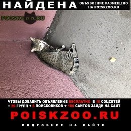 Подробнее об объявлении «Пенза Найден кот» Фото: найдена кошка  «Пенза Найден кот» в г. Пенза