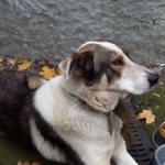 Подробнее об объявлении «Найдена собака Москва» Фото: найдена собака  «Найдена собака Москва» в г. Москва