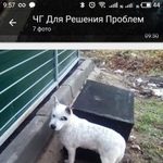 Подробнее об объявлении «Раменское Найдена собака» Фото: найдена собака  «Раменское Найдена собака» в г. Раменское
