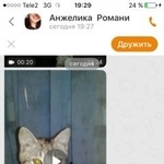 Подробнее об объявлении «Пропал котёнок кеша Кострома» Фото: пропала кошка  «Пропал котёнок кеша Кострома» в г. Кострома