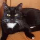 Подробнее об объявлении «Пропал кот Софрино» Фото: пропала кошка  «Пропал кот Софрино» в г. Софрино