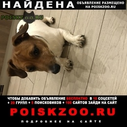Подробнее об объявлении «Малаховка Найдена собака» Фото: найдена собака Джек рассел терьер «Малаховка Найдена собака» в г. Малаховка