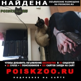 Подробнее об объявлении «Новосибирск Найден кот» Фото: найдена кошка Сиамская «Новосибирск Найден кот» в г. Новосибирск