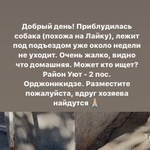 Подробнее об объявлении «Найдена собака Ростов-на-Дону» Фото: найдена собака Сибирская хаски «Найдена собака Ростов-на-Дону» в г. Ростов-на-Дону