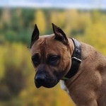 Подробнее об объявлении «Пропала собака Санкт-Петербург» Фото: пропала собака Американский стаффордширский терьер «Пропала собака Санкт-Петербург» в г. Санкт-Петербург