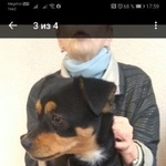 Подробнее об объявлении «Найдена собака девочка Москва» Фото: найдена собака  «Найдена собака девочка Москва» в г. Москва