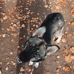 Подробнее об объявлении «Найдена собака кобель поможем найти новый дом Москва» Фото: найдена собака  «Найдена собака кобель поможем найти новый дом...» в г. Москва