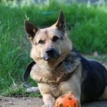 Подробнее об объявлении «Пропала собака кобель, всеволожский район, снт Санкт-Петербург» Фото: пропала собака  «Пропала собака кобель, всеволожский район, снт...» в г. Санкт-Петербург