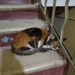 Подробнее об объявлении «Москва Найдена кошка» Фото: найдена кошка  «Москва Найдена кошка» в г. Москва