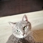 Подробнее об объявлении «Пропал кот Рязань» Фото: пропала кошка  «Пропал кот Рязань» в г. Рязань