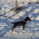 Подробнее об объявлении «Пропала собака кобель щенок Электросталь» Фото: пропала собака Ягд-терьер «Пропала собака кобель щенок Электросталь» в г. Электросталь