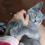 Подробнее об объявлении «Владимир Пропал кот британец» Фото: пропала кошка Британская короткошерстная «Владимир Пропал кот британец» в г. Владимир