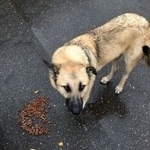 Подробнее об объявлении «Пропала собака Можайск» Фото: пропала собака  «Пропала собака Можайск» в г. Можайск