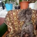 Подробнее об объявлении «Найдена собака Нижний Новгород» Фото: найдена собака Пудель «Найдена собака Нижний Новгород» в г. Нижний Новгород