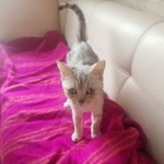 Подробнее об объявлении «Москва Найдена кошка» Фото: найдена кошка  «Москва Найдена кошка» в г. Москва