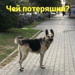 Подробнее об объявлении «Найдена собака кобель Ростов-на-Дону» Фото: найдена собака Немецкая овчарка «Найдена собака кобель Ростов-на-Дону» в г. Ростов-на-Дону
