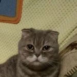 Подробнее об объявлении «Пропала кошка Электросталь» Фото: пропала кошка  «Пропала кошка Электросталь» в г. Электросталь