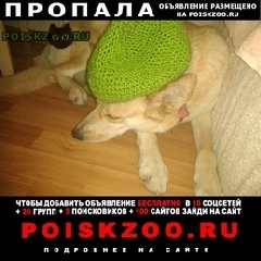 Подробнее об объявлении «Нижний Новгород Пропала собака акита-ину (метис)» Фото: пропала собака Акита-ину «Нижний Новгород Пропала собака акита-ину (метис)» в г. Нижний Новгород
