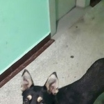 Подробнее об объявлении «Найдена собака Москва» Фото: найдена собака  «Найдена собака Москва» в г. Москва