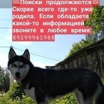 Подробнее об объявлении «Бронницы Пропала собака хаски, беременная или родившая» Фото: пропала собака Сибирская хаски «Бронницы Пропала собака хаски, беременная или...» в г. Бронницы