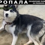 Подробнее об объявлении «Краснодар Пропала собака убежала собака» Фото: пропала собака  «Краснодар Пропала собака убежала собака» в г. Краснодар