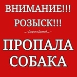 Подробнее об объявлении «Пропала собака Ростов-на-Дону» Фото: пропала собака Той-терьер «Пропала собака Ростов-на-Дону» в г. Ростов-на-Дону