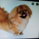 Подробнее об объявлении «Пропала собака кобель Набережные Челны» Фото: пропала собака Пекинес «Пропала собака кобель Набережные Челны» в г. Набережные Челны