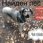 Подробнее об объявлении «Найдена собака кобель.18 октября снт «радио» Балашиха» Фото: найдена собака  «Найдена собака кобель.18 октября снт «радио»...» в г. Балашиха