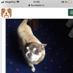 Подробнее об объявлении «Пропала собака кобель Троицк» Фото: пропала собака Чихуахуа «Пропала собака кобель Троицк» в г. Троицк