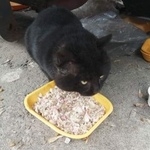 Подробнее об объявлении «Москва Найден кот на стартоврй ул.» Фото: найдена кошка  «Москва Найден кот на стартоврй ул.» в г. Москва