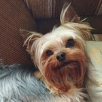 Подробнее об объявлении «Пропала собака кобель йоркширский терьер, клеймо: рмс 233 Самара» Фото: пропала собака Йоркширский терьер «Пропала собака кобель йоркширский терьер,...» в г. Самара