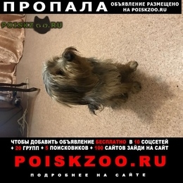 Подробнее об объявлении «Пенза Пропала собака кобель район шуист» Фото: пропала собака Йоркширский терьер «Пенза Пропала собака кобель район шуист» в г. Пенза