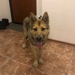 Подробнее об объявлении «Люберцы Найдена собака кобель» Фото: найдена собака  «Люберцы Найдена собака кобель» в г. Люберцы