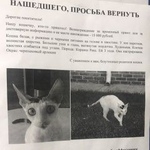 Подробнее об объявлении «Пропала кошка Ростов-на-Дону» Фото: пропала кошка  «Пропала кошка Ростов-на-Дону» в г. Ростов-на-Дону