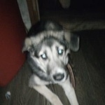 Подробнее об объявлении «Найдена собака отрадное сука метис Москва» Фото: найдена собака  «Найдена собака отрадное сука метис Москва» в г. Москва