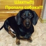 Подробнее об объявлении «Пропала собака кобель Шахты» Фото: пропала собака Такса «Пропала собака кобель Шахты» в г. Шахты