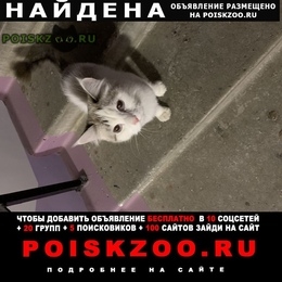 Подробнее об объявлении «Сургут Найдена кошка» Фото: найдена кошка  «Сургут Найдена кошка» в г. Сургут