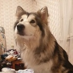 Подробнее об объявлении «Пропала собака маламут Москва» Фото: пропала собака Аляскинский маламут «Пропала собака маламут Москва» в г. Москва