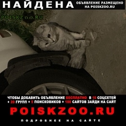 Подробнее об объявлении «Москва Найдена кошка» Фото: найдена кошка  «Москва Найдена кошка» в г. Москва