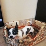 Подробнее об объявлении «Пропала собака кобель чихуахуа, мальчик Санкт-Петербург» Фото: пропала собака Чихуахуа «Пропала собака кобель чихуахуа, мальчик...» в г. Санкт-Петербург