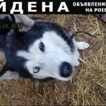 Подробнее об объявлении «Найдена собака Воскресенск» Фото: найдена собака Сибирская хаски «Найдена собака Воскресенск» в г. Воскресенск