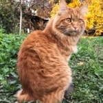 Подробнее об объявлении «Лобня Пропала кошка деревня драчево, мытищинский район» Фото: пропала кошка Курильский бобтейл «Лобня Пропала кошка деревня драчево,...» в г. Лобня