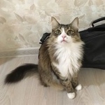 Подробнее об объявлении «Екатеринбург Пропал кот sos кот #;» Фото: пропала кошка  «Екатеринбург Пропал кот sos кот #;» в г. Екатеринбург