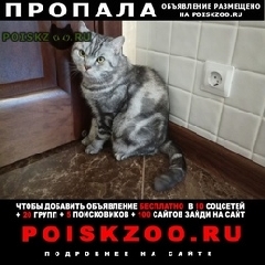 Подробнее об объявлении «Пропал кот шотландский кот Ульяновск» Фото: пропала кошка  «Пропал кот шотландский кот Ульяновск» в г. Ульяновск