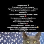 Подробнее об объявлении «Найден кот Ростов-на-Дону» Фото: найдена кошка  «Найден кот Ростов-на-Дону» в г. Ростов-на-Дону