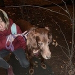 Подробнее об объявлении «Найдена собака кобель 25.10 рыжий сеттер кобель сокольники Москва» Фото: найдена собака Ирландский сеттер «Найдена собака кобель 25.10 рыжий сеттер кобель...» в г. Москва