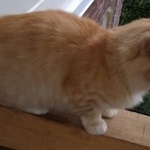 Подробнее об объявлении «Пропал кот рыжий кот Королев» Фото: пропала кошка  «Пропал кот рыжий кот Королев» в г. Королев