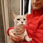 Подробнее об объявлении «Москва Найдена кошка 25.10. в немчиновке село ромашково» Фото: найдена кошка  «Москва Найдена кошка 25.10. в немчиновке село...» в г. Москва